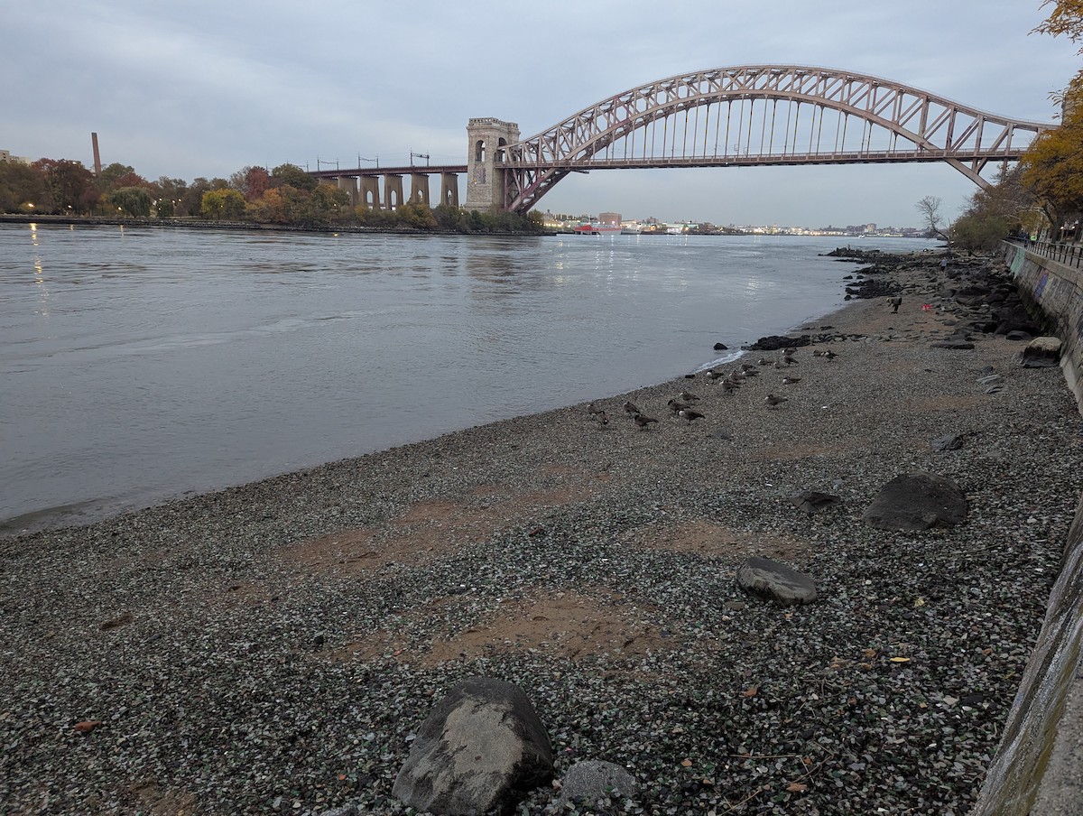 Canada Goose - ML645989497