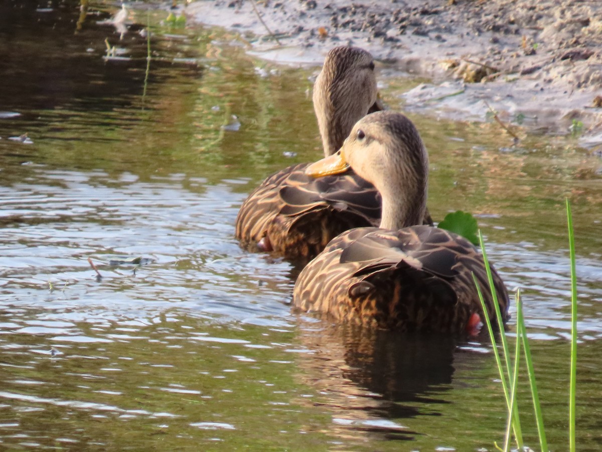 Mottled Duck (Florida) - ML645989499