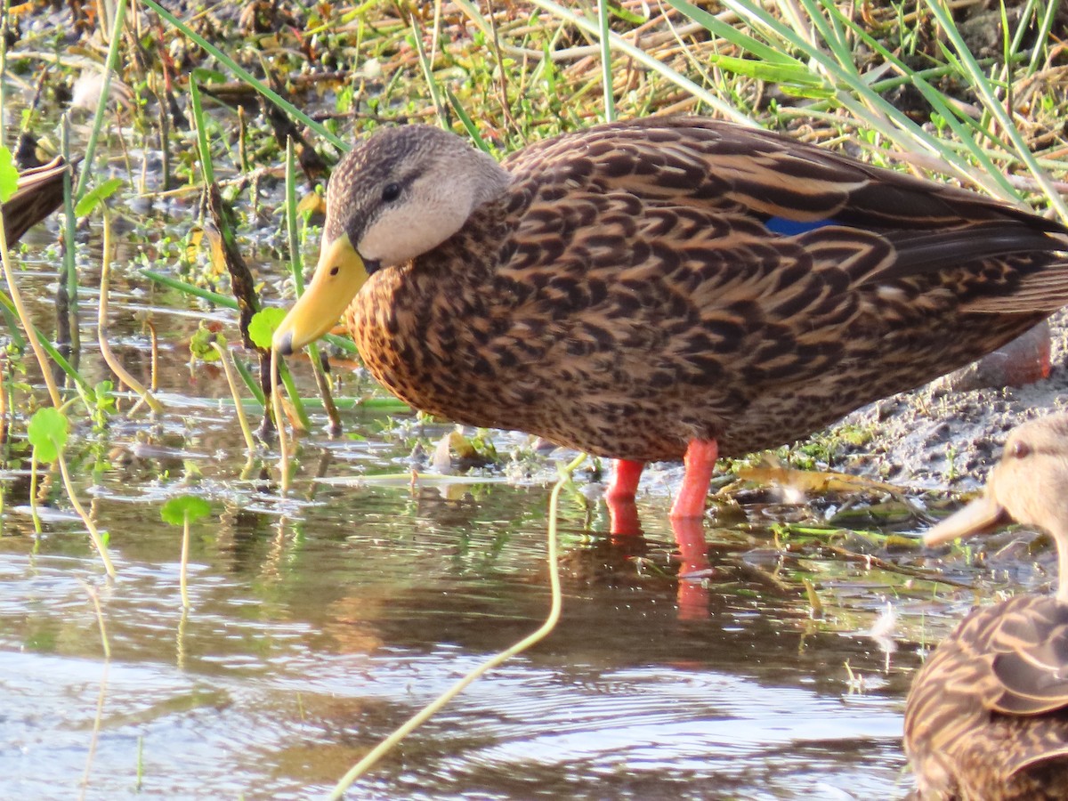 Mottled Duck (Florida) - ML645989500