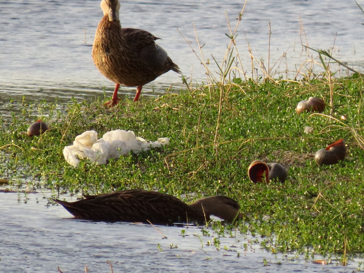 Mottled Duck (Florida) - ML645989501