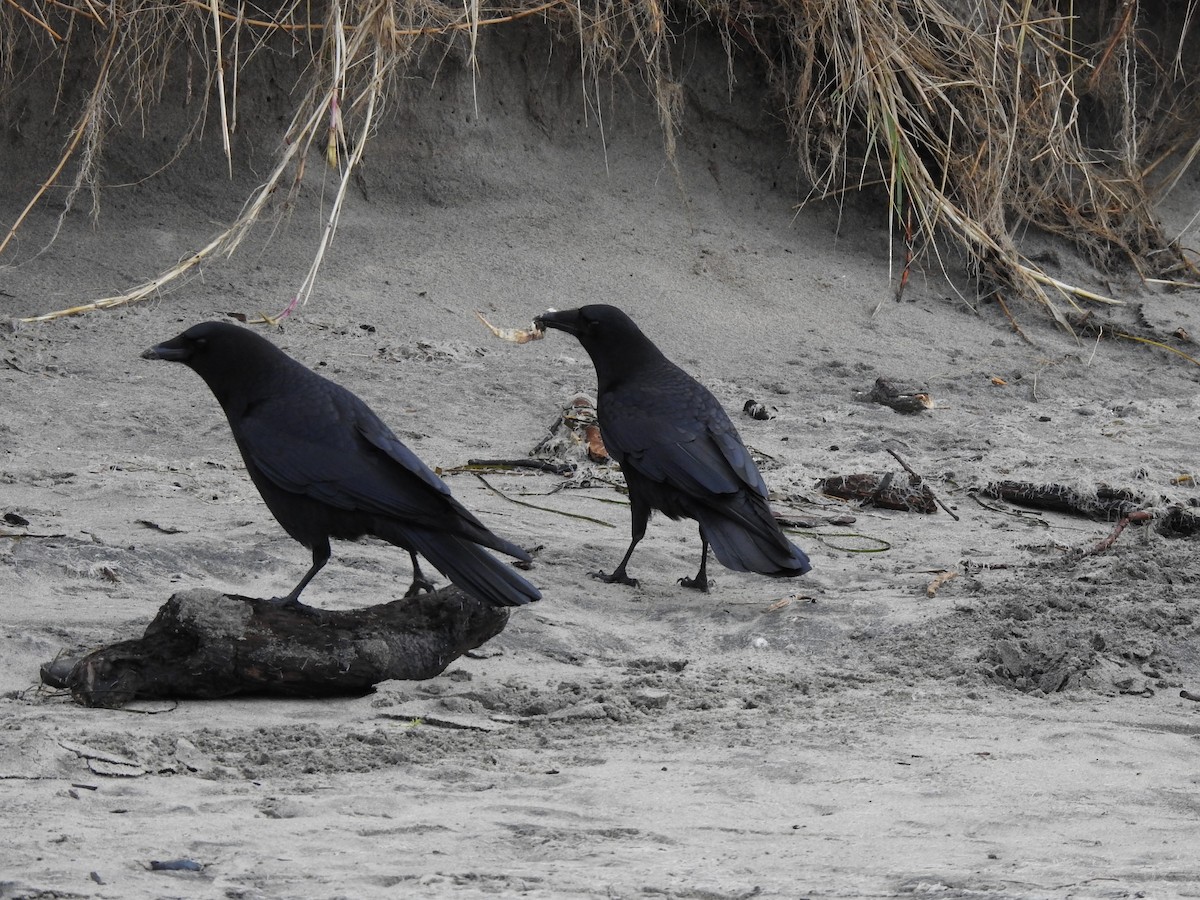 Common Raven - ML645989502