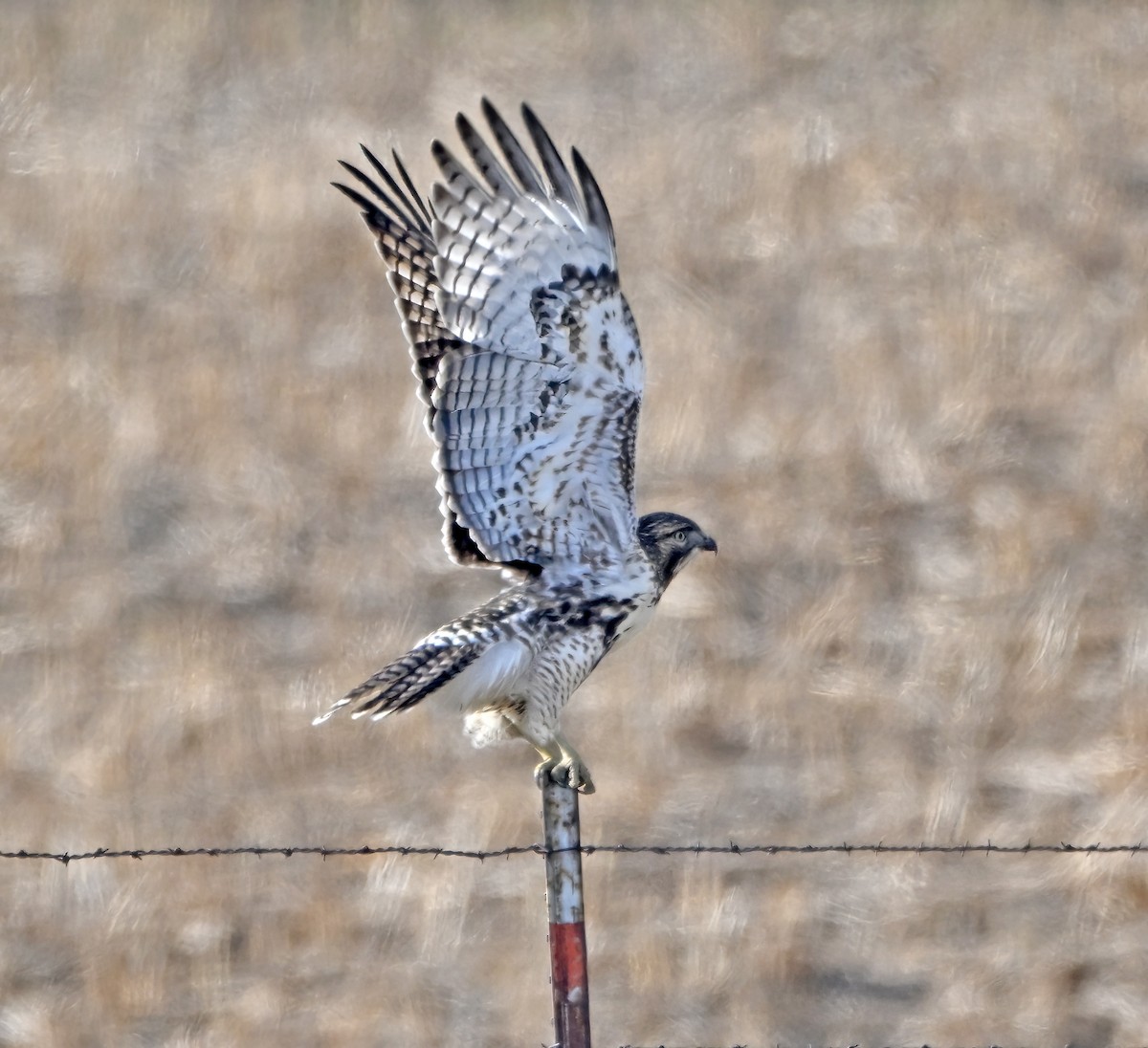 Red-tailed Hawk - ML645989503