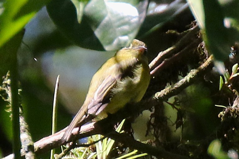 Yellow Tyrannulet - ML645989504