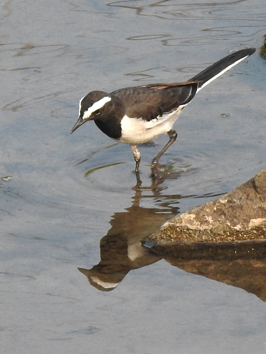 White-browed Wagtail - ML645989505
