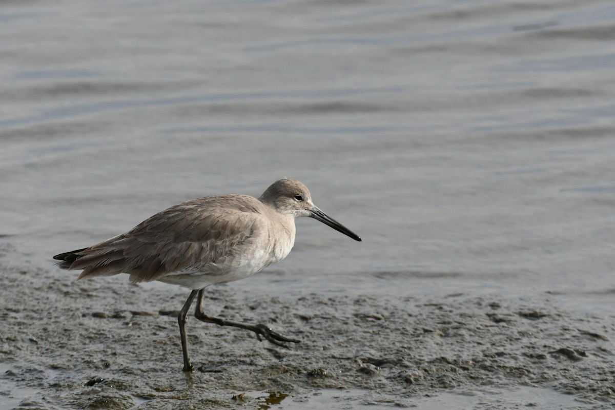 Willet - ML645989506