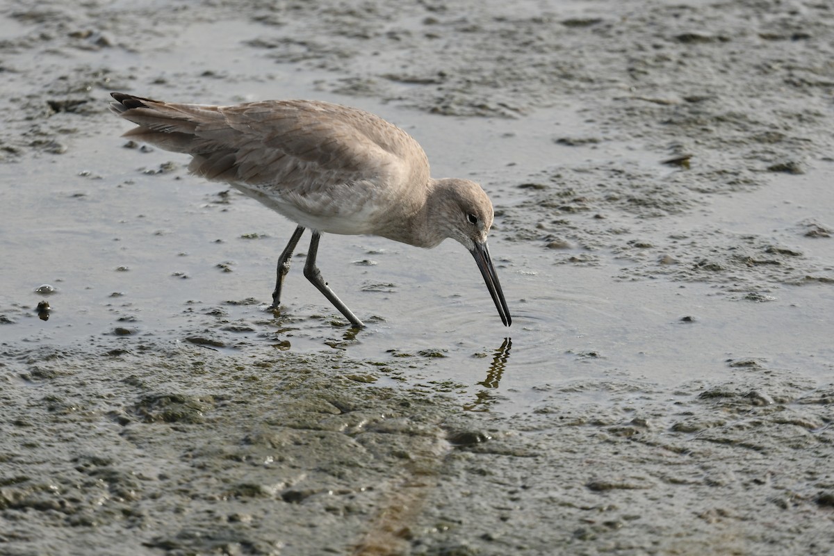 Willet - ML645989507