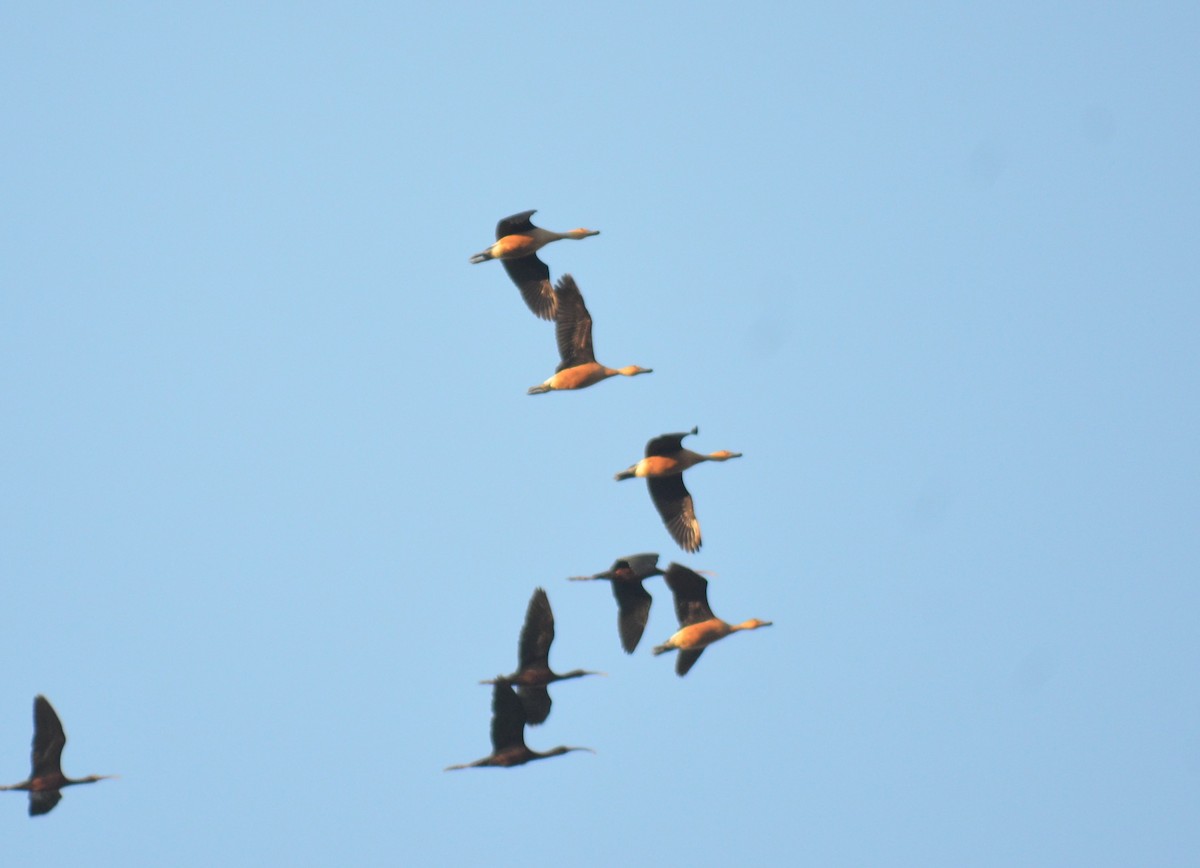 Fulvous Whistling-Duck - ML645989508