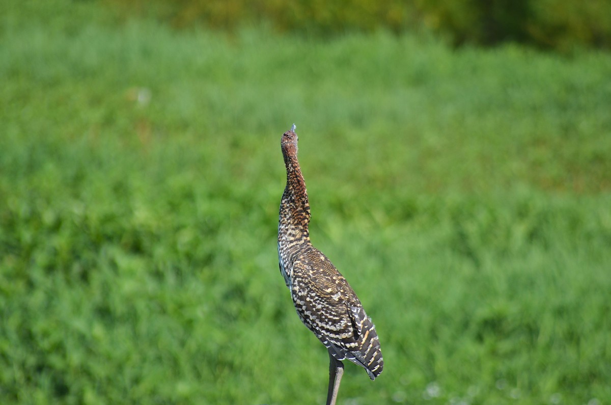 Rufescent Tiger-Heron - ML645989521