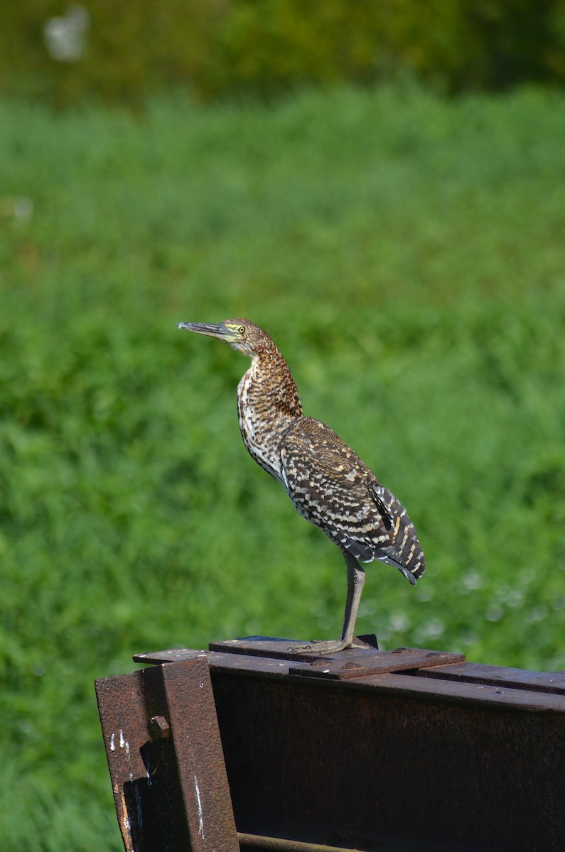 Rufescent Tiger-Heron - ML645989523