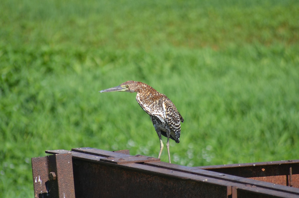 Rufescent Tiger-Heron - ML645989524
