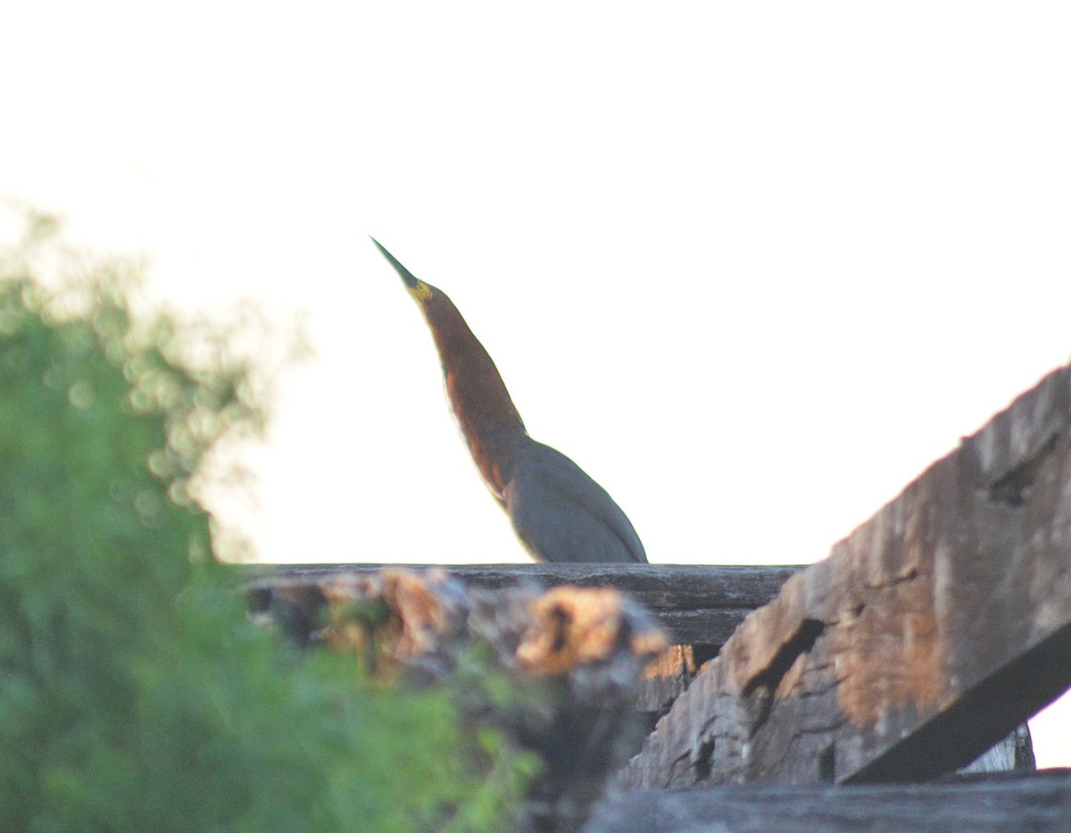Rufescent Tiger-Heron - ML645989525