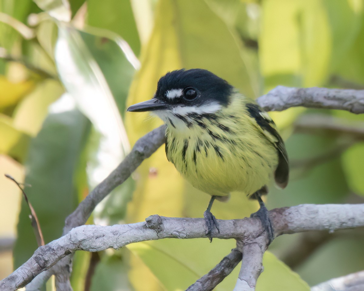 Painted Tody-Flycatcher - ML645989532