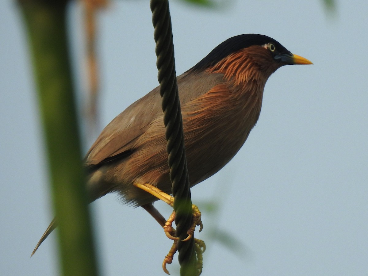 Étourneau des pagodes - ML645989534