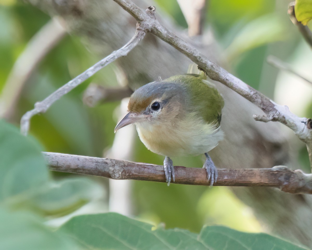 Buff-cheeked Greenlet - ML645989539