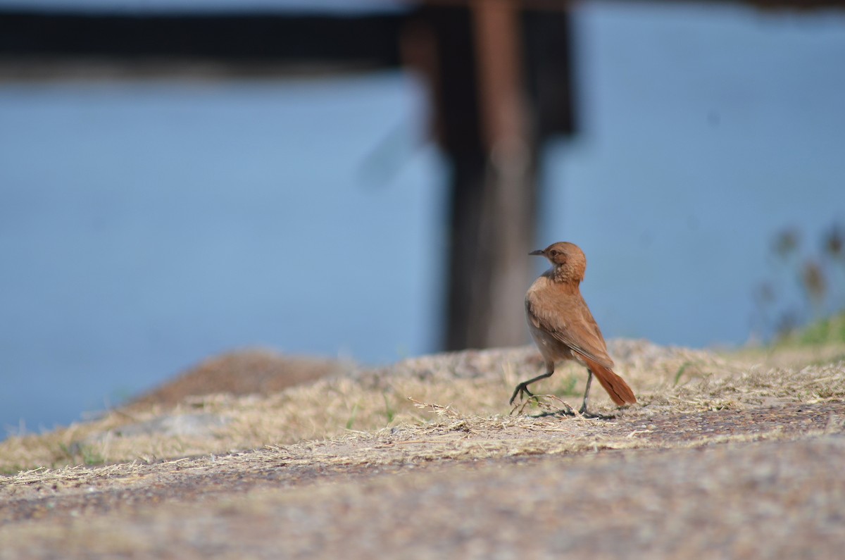 Rufous Hornero - ML645989540