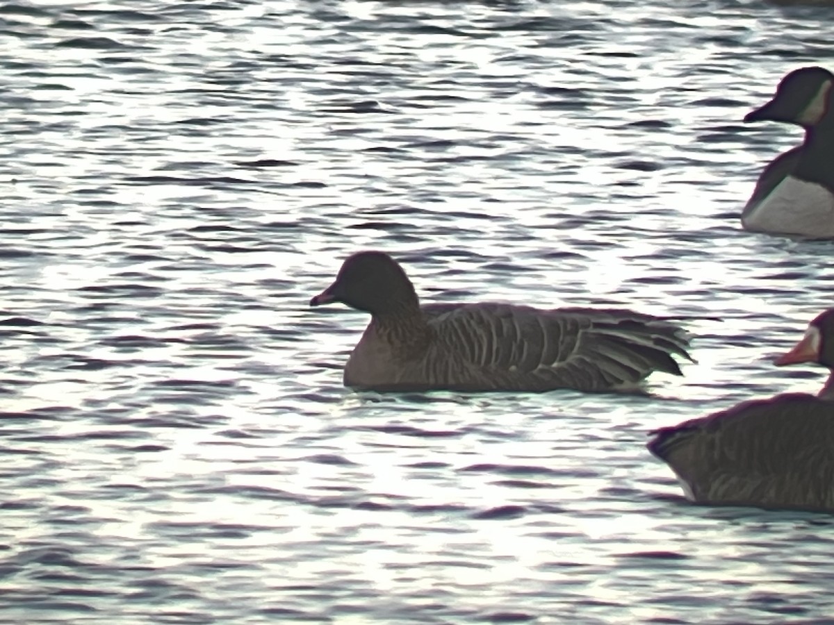 Pink-footed Goose - ML645989543