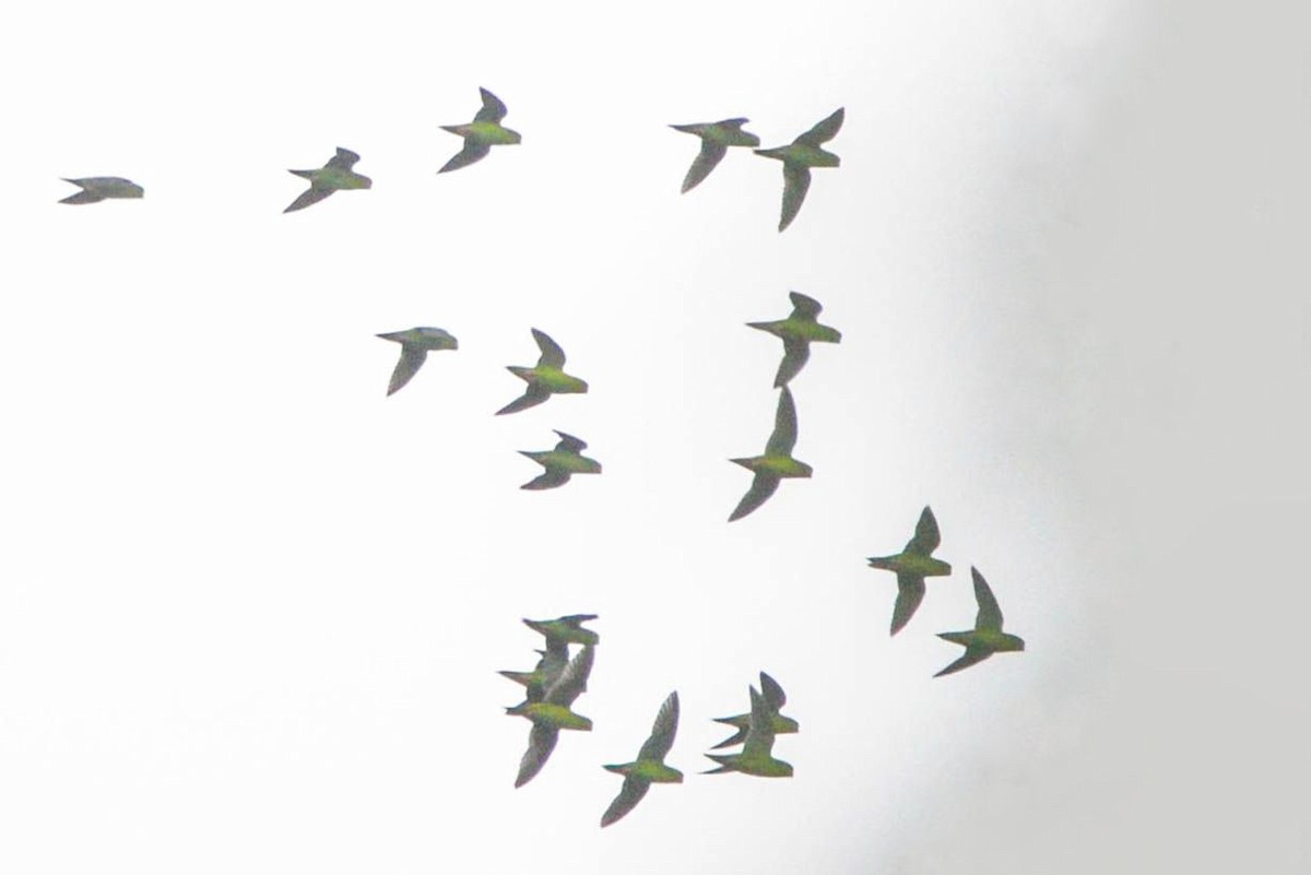 Barred Parakeet - ML645989555