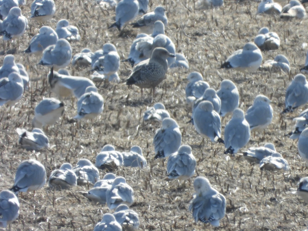Iceland Gull (Thayer's) - ML645989566