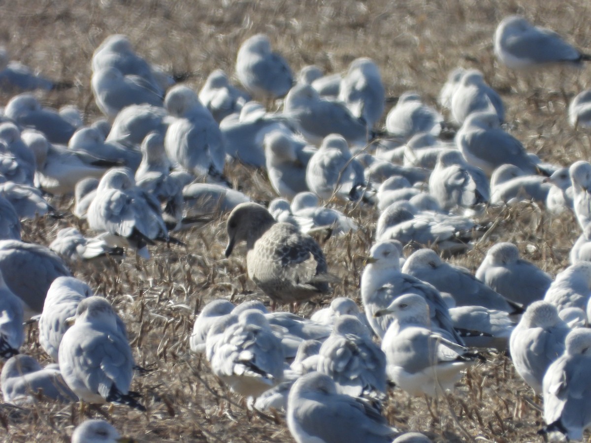 Iceland Gull (Thayer's) - ML645989567