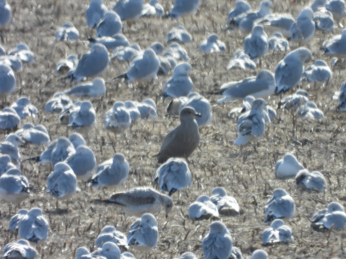Iceland Gull (Thayer's) - ML645989568