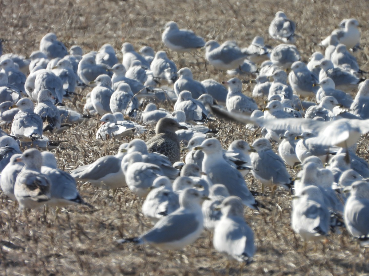 Iceland Gull (Thayer's) - ML645989569