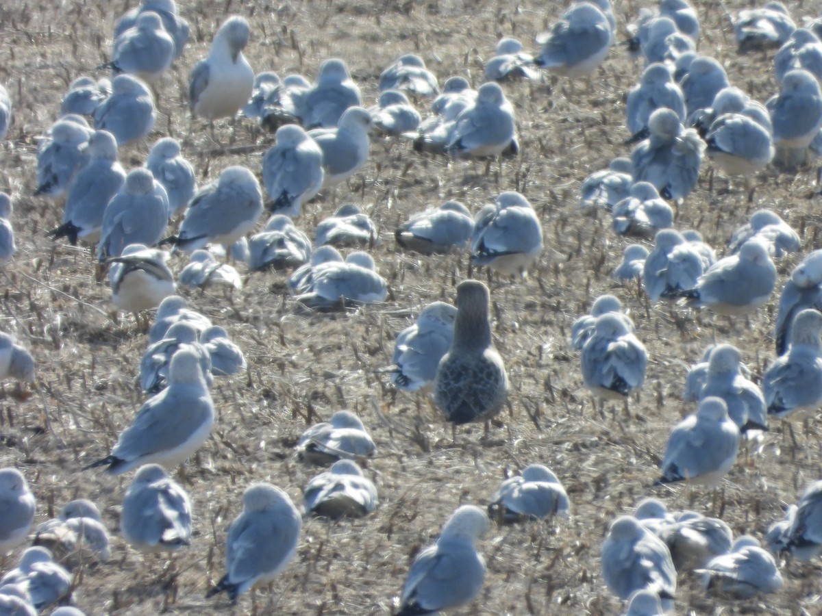 Iceland Gull (Thayer's) - ML645989570