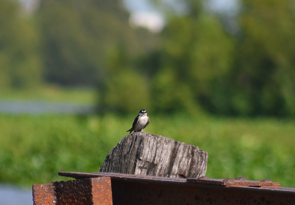 White-rumped Swallow - ML645989572