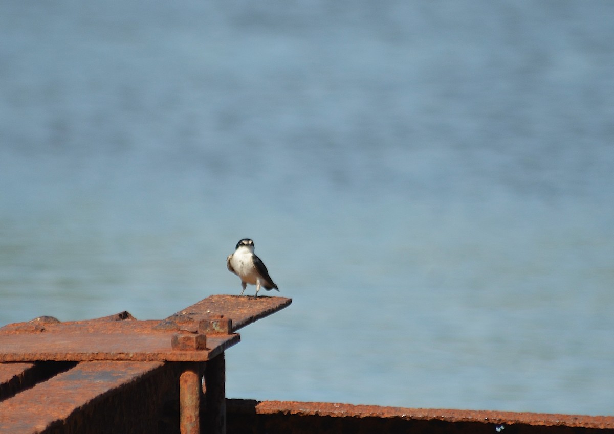 White-rumped Swallow - ML645989573