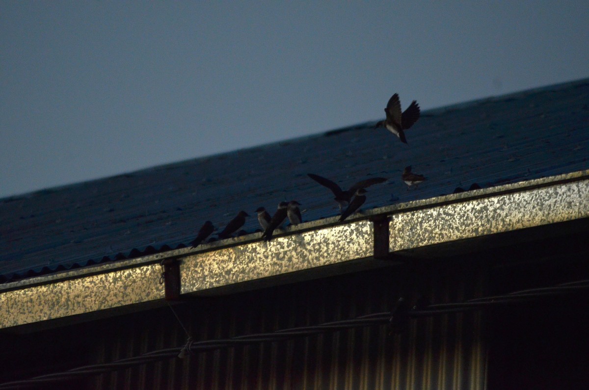 Brown-chested Martin - ML645989575