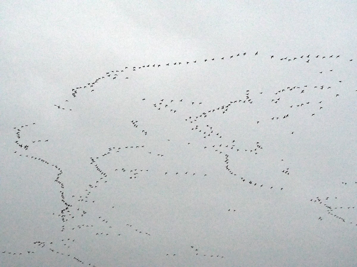 Pink-footed Goose - ML645989604