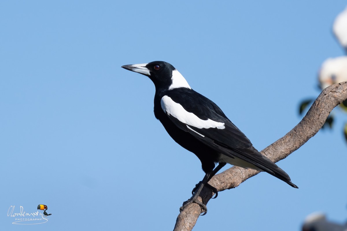 Australian Magpie - ML645989605