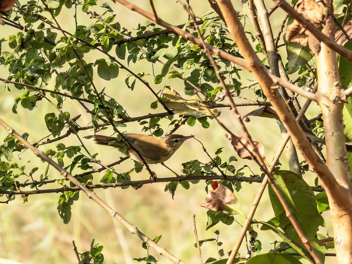 Blyth's Reed Warbler - ML645989618