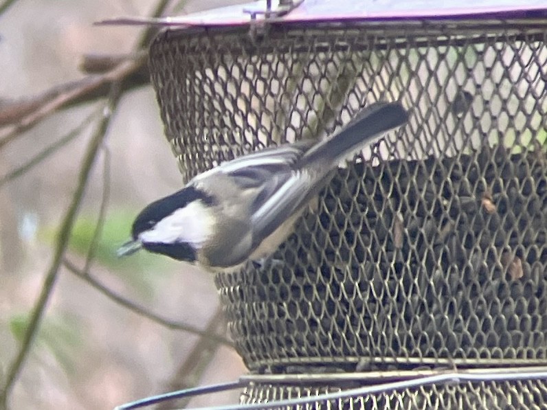 Black-capped Chickadee - ML645989619