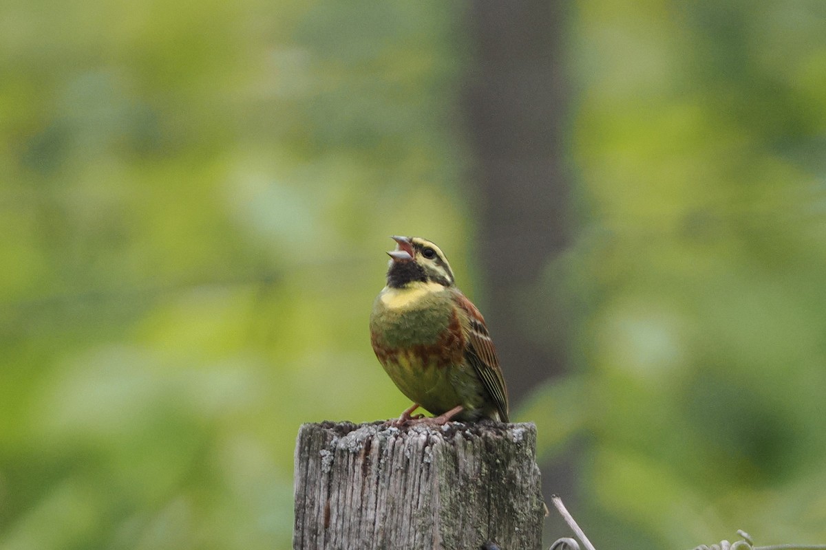 Cirl Bunting - ML645989637