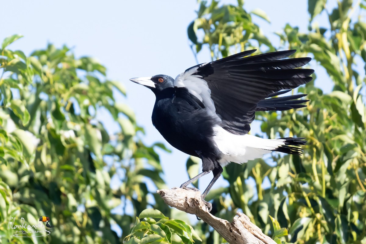 Australian Magpie - ML645989646