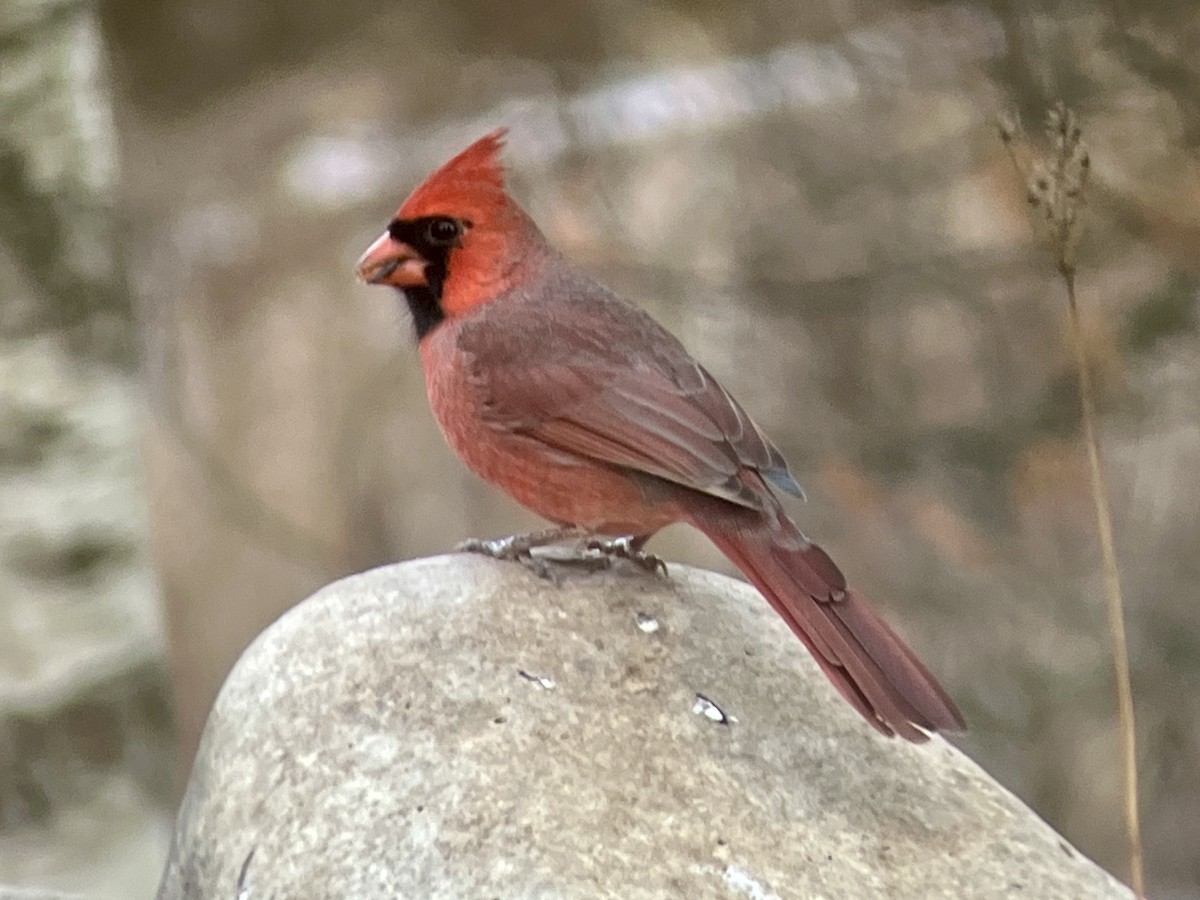 ショウジョウコウカンチョウ - ML645989653