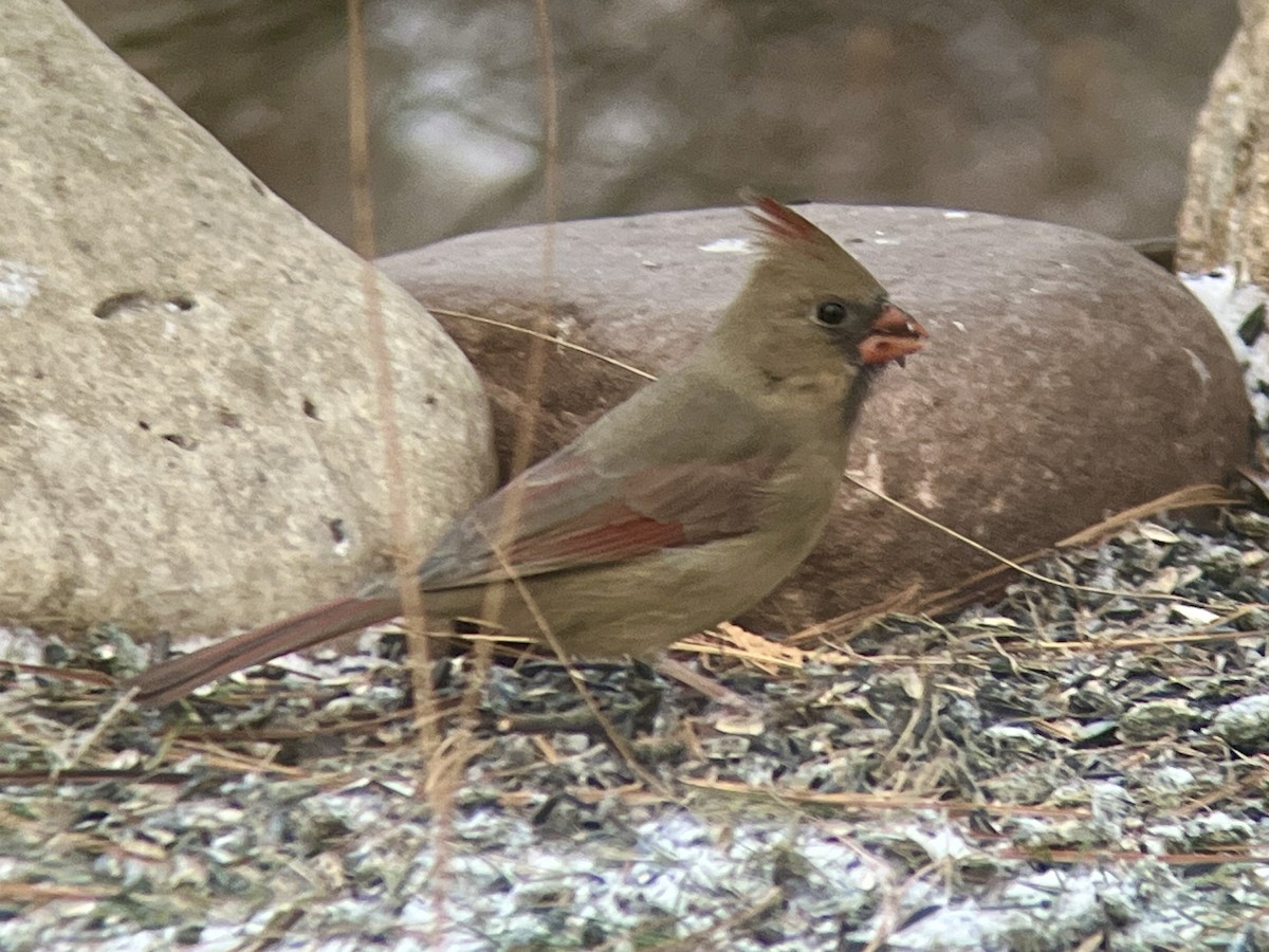 ショウジョウコウカンチョウ - ML645989654