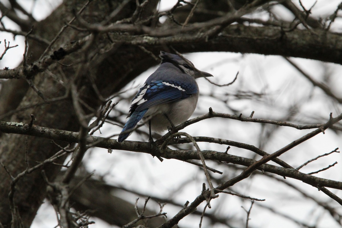 Blue Jay - ML645989655