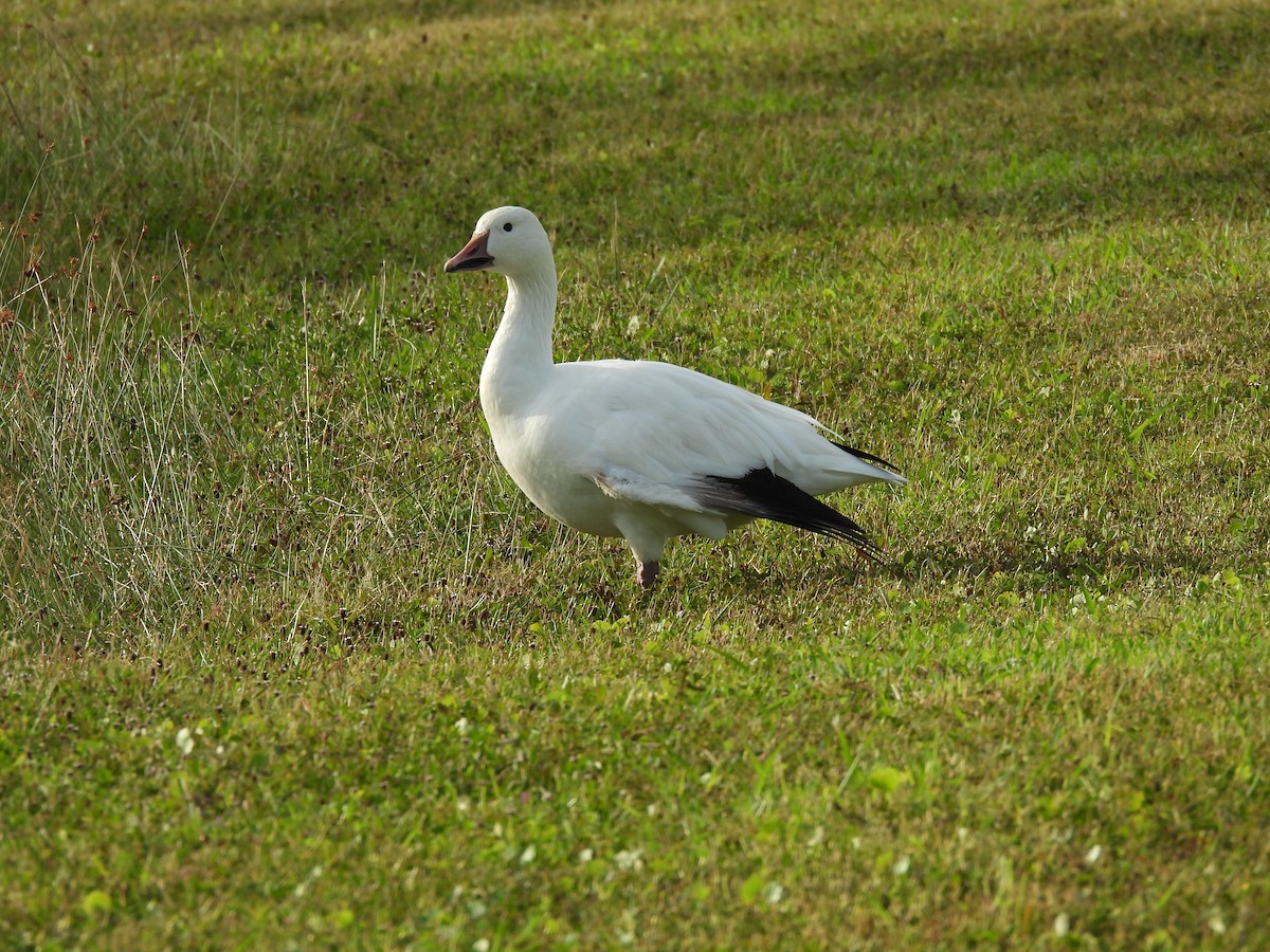 ハクガン - ML645989667