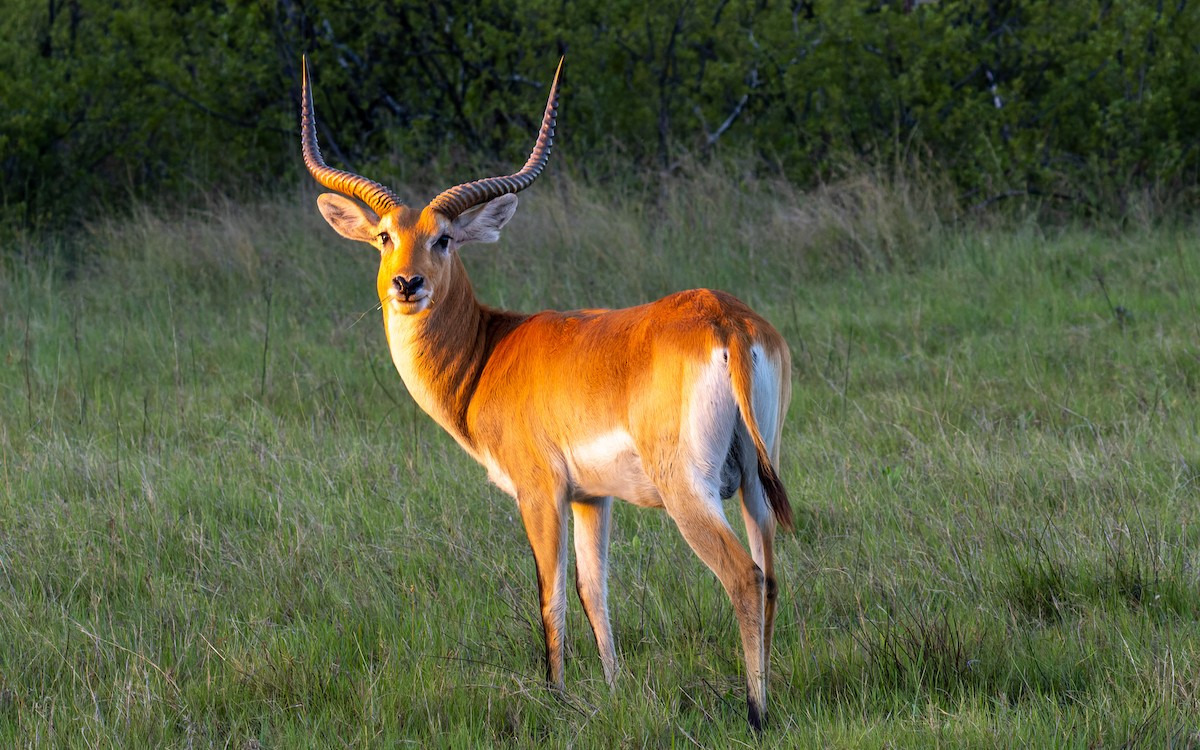 Lechwe - ML645989668