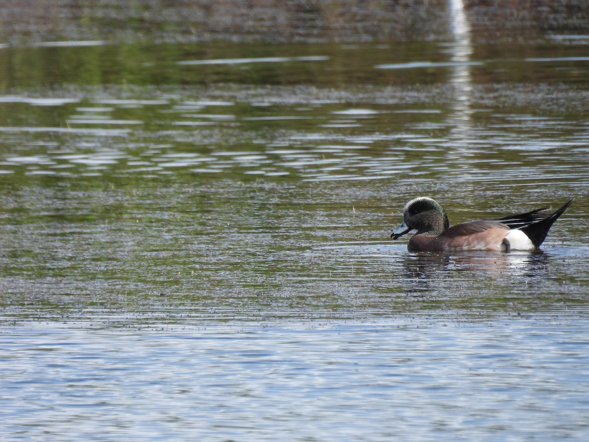 アメリカヒドリ - ML645989672