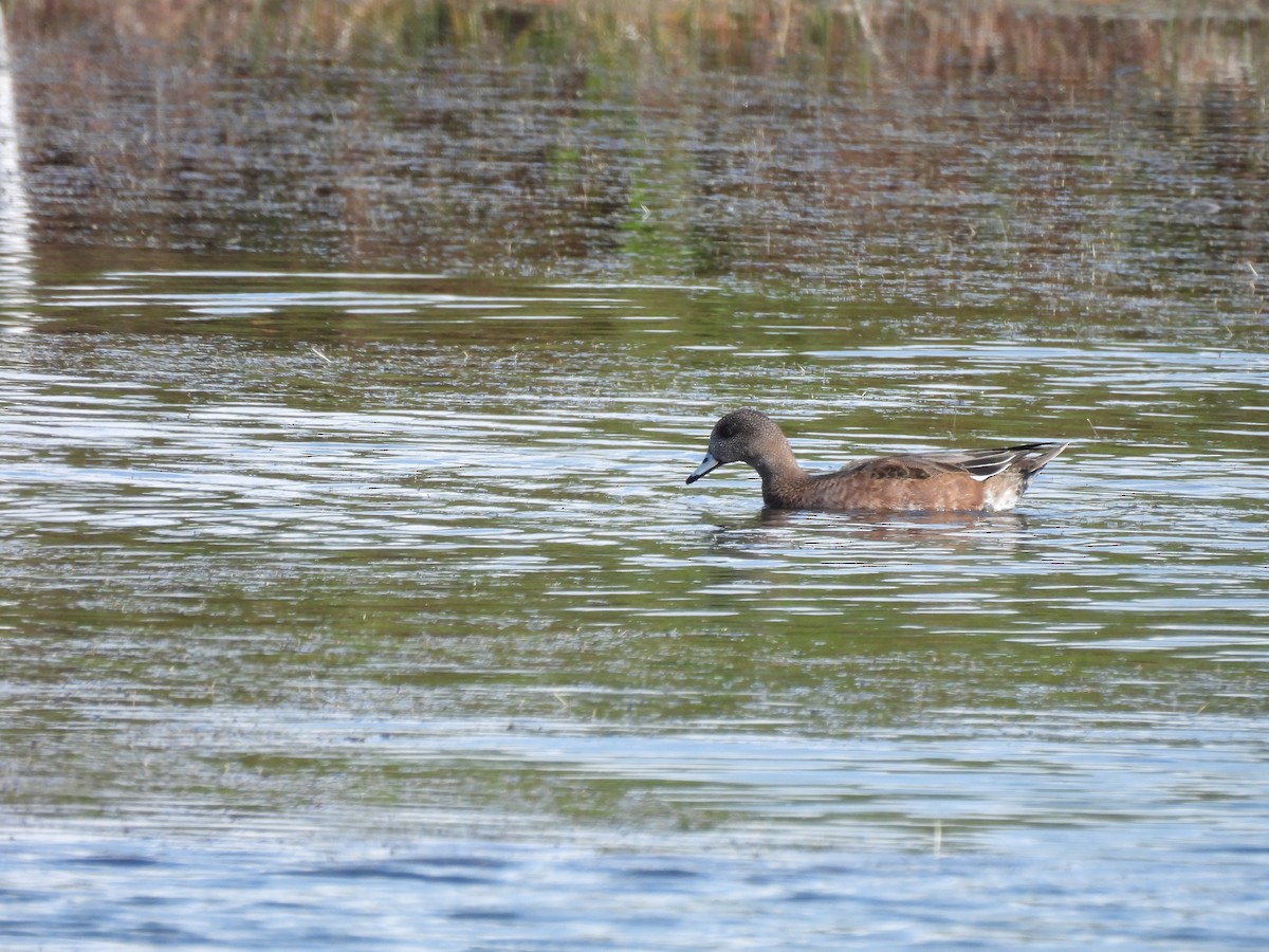 アメリカヒドリ - ML645989673