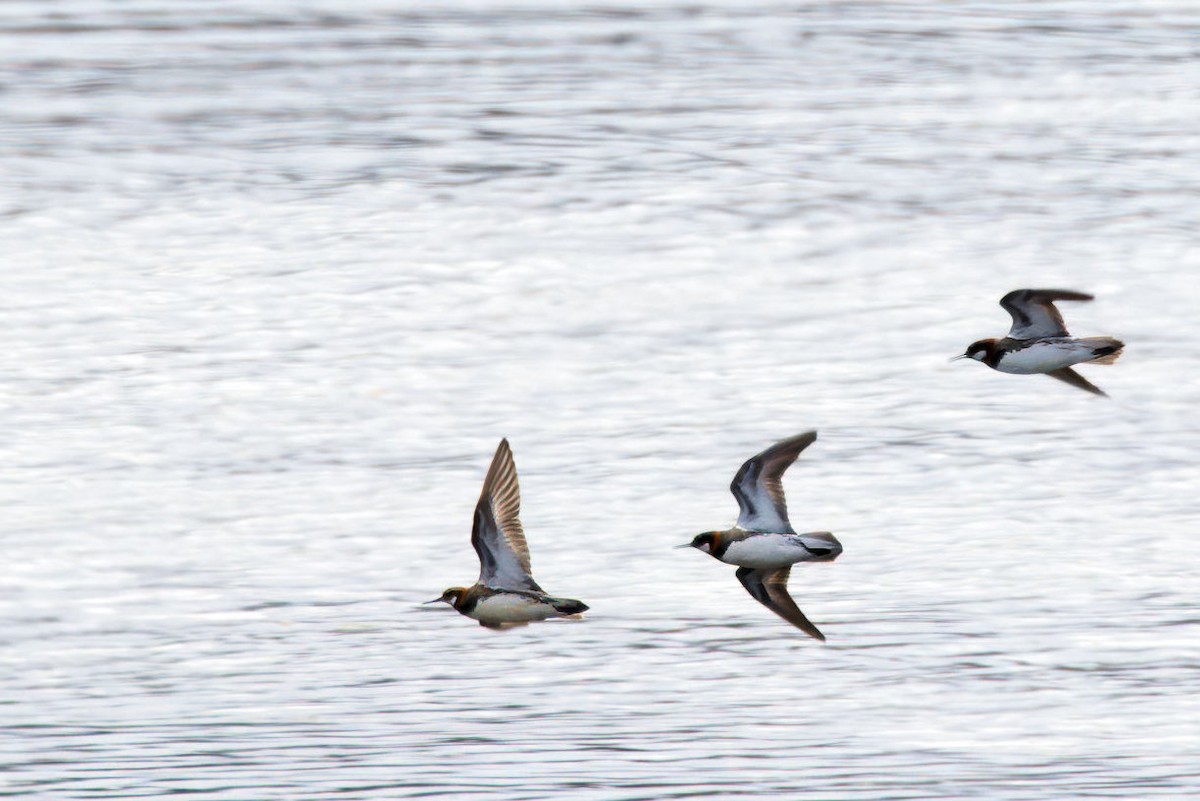 Red-necked Phalarope - ML645989674
