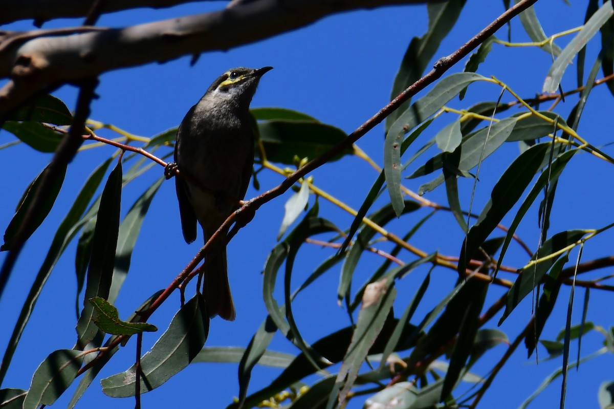 Yellow-faced Honeyeater - ML645989676