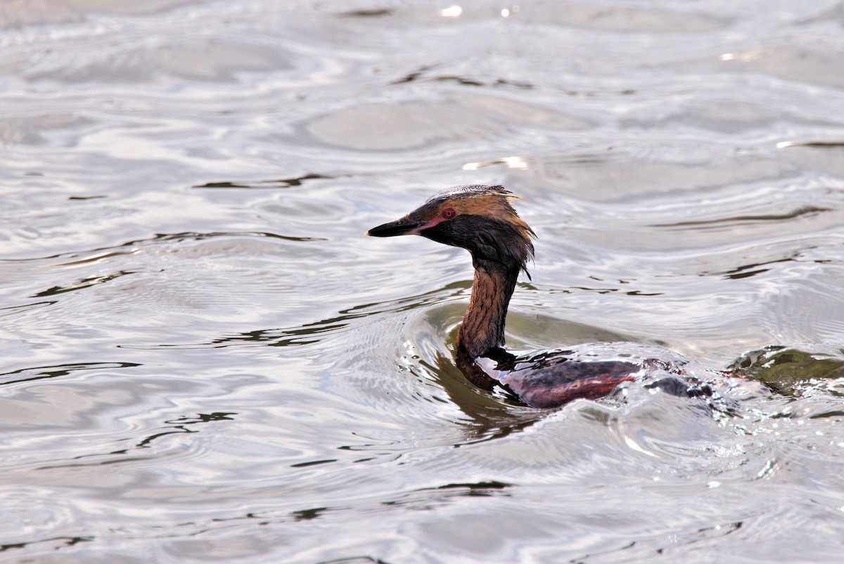 Txilinporta urrebelarria - ML645989677