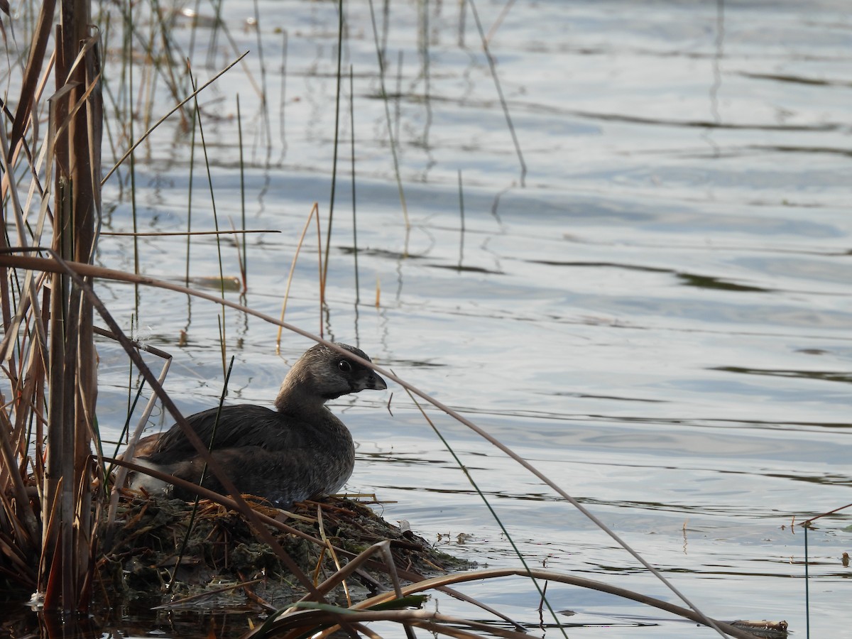 オビハシカイツブリ - ML645989678