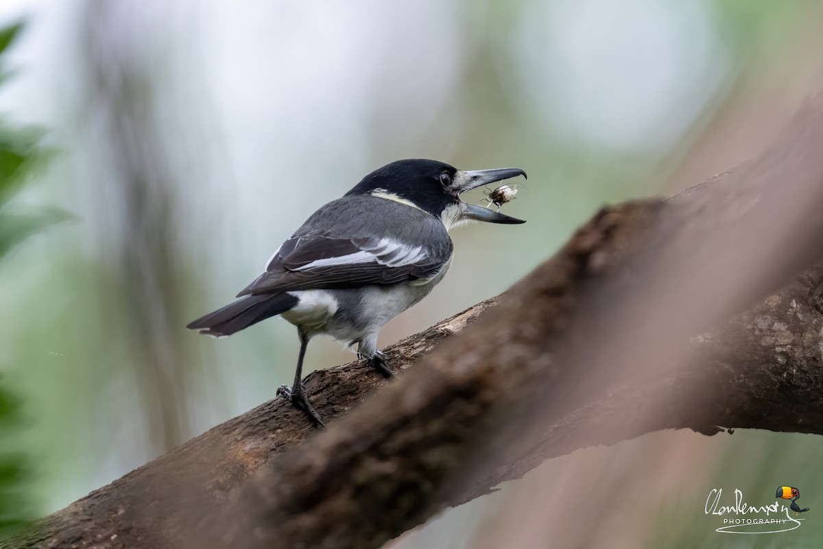 Gray Butcherbird - ML645989691
