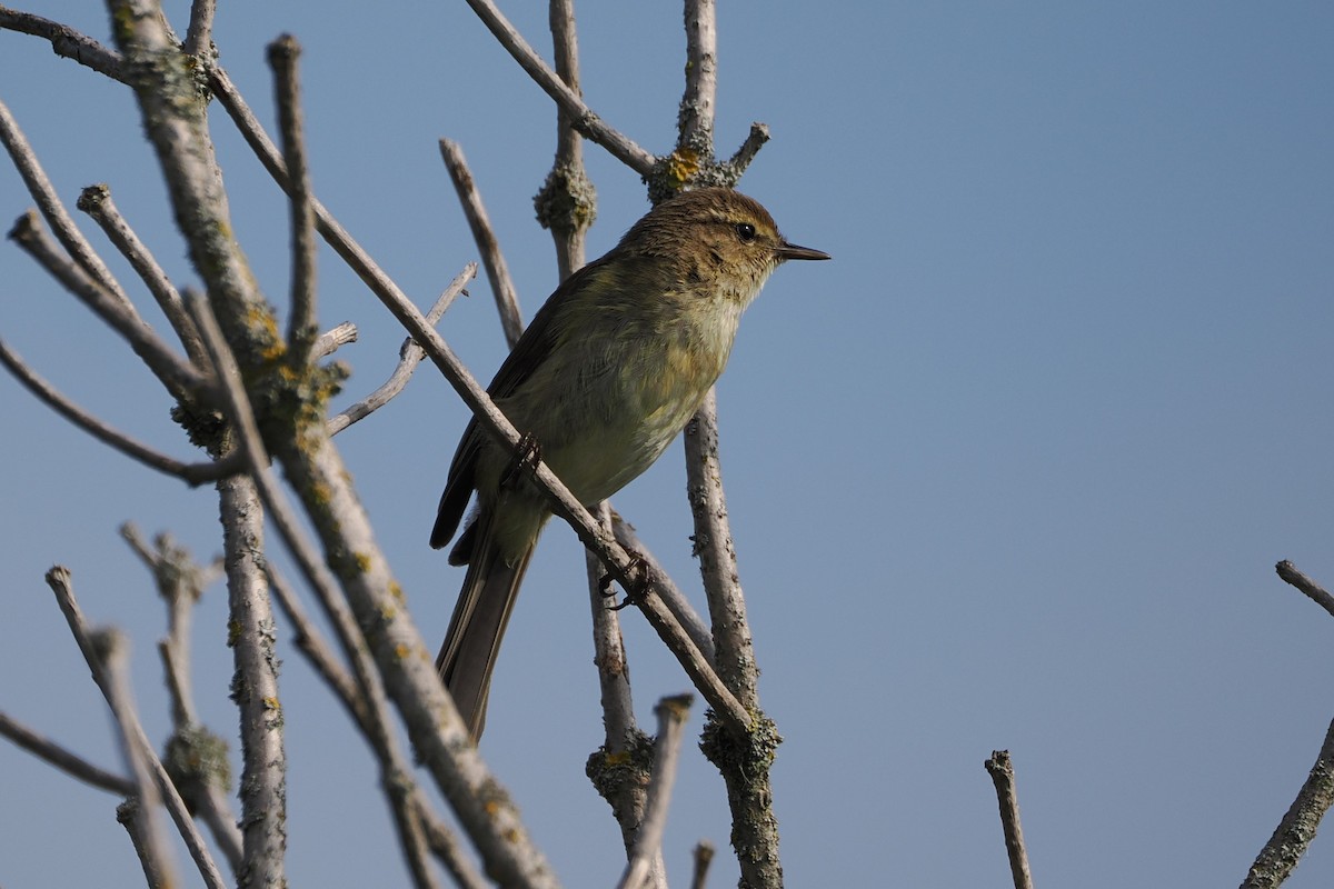 Common Chiffchaff - ML645989695