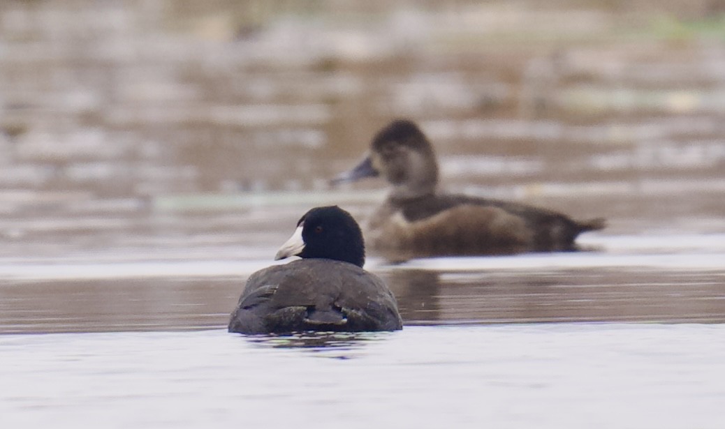 American Coot - ML645989701