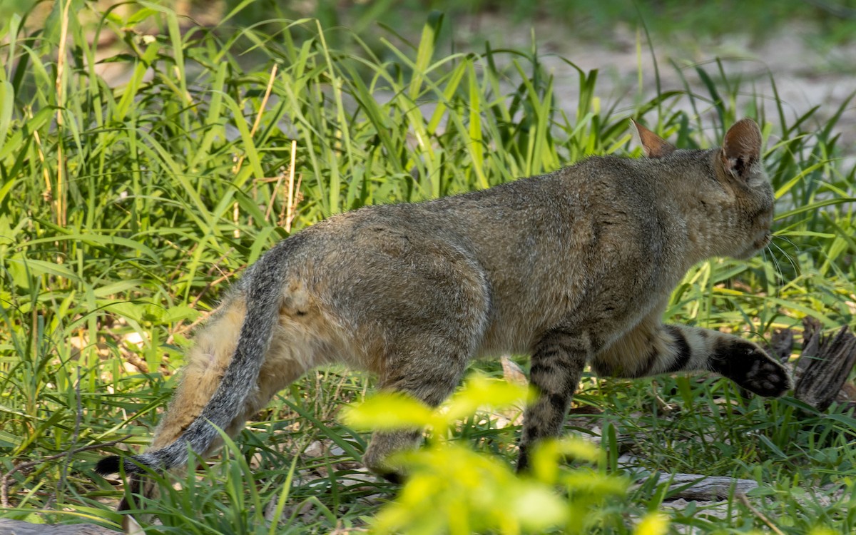 African Wildcat - ML645989705